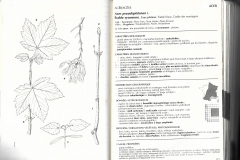 Fiche-descriptive-Acer-pseudoplatanus-Flore-forestière-française