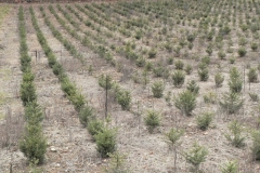 Plantation d’épicéa (Picea abies) pour Noël