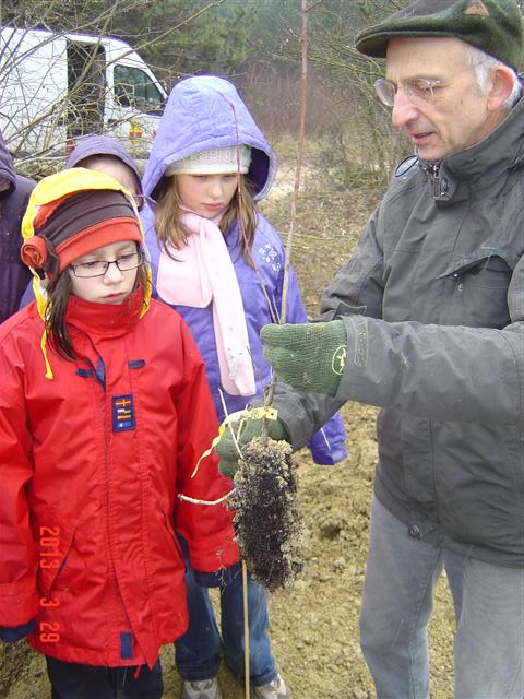 Les drageons de l'Amélanchier des bois. Réhabilitation forestière pédagogique biodiverse de Villers la faye. Année scolaire 2012-2013
