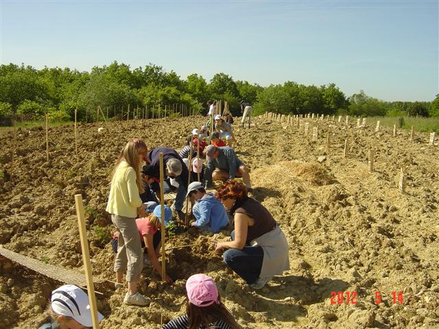 Plantation avec la classe de Madame Dominique NOEL. Réhabilitation forestière pédagogique biodiverse de Villers-la-faye. Année scolaire 2011-2012.