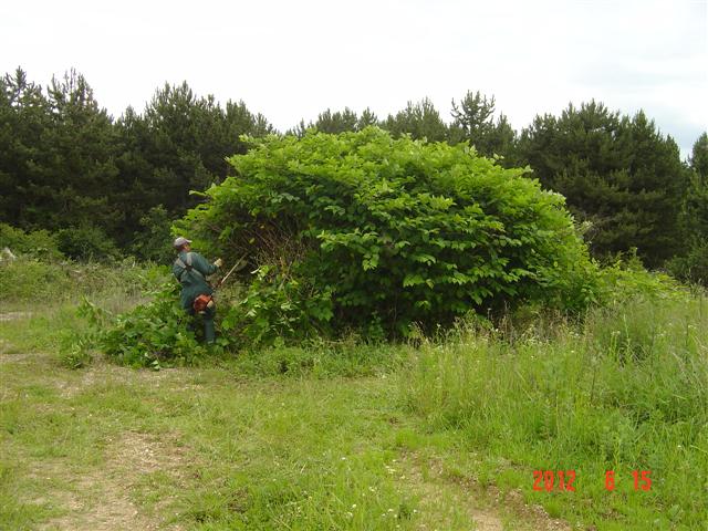 Limitation de la renouée du Japon (Fallopia japonica). Réhabilitation forestière pédagogique biodiverse de Villers la Faye. Année scolaire 2011-2012.