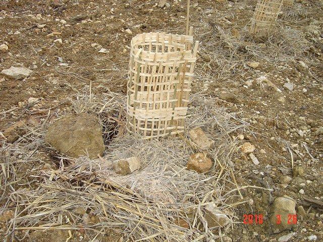 Protection des arbustes. 26 mars 2010. Réhabilitation forestière pédagogique de Villers la Faye.