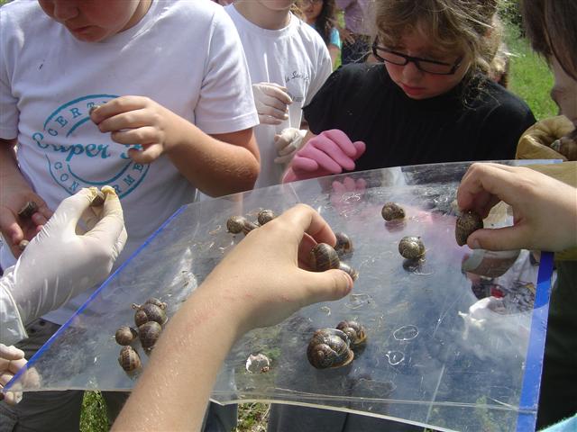 Relâché d'escargots. Réhabilitation pédagogique biodiverse de Villers-la-Faye. Année scolaire 2010-2011.