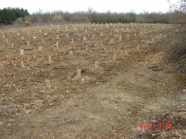 La première plantation est achevée. 26 mars 2010. Réhabilitation forestière pédagogique de Villers la Faye.