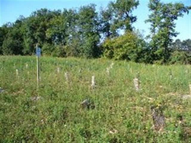 La première plantation est photographiée au printemps 2010. Réhabilitation forestière pédagogique de Villers la Faye.
