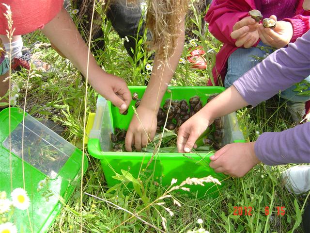 Remise en liberté d'escargots collectés sur Dijon. Réhabilitaion forestière pédagogique biodiverse de Villers la Faye. Année scolaire 2011-2012.