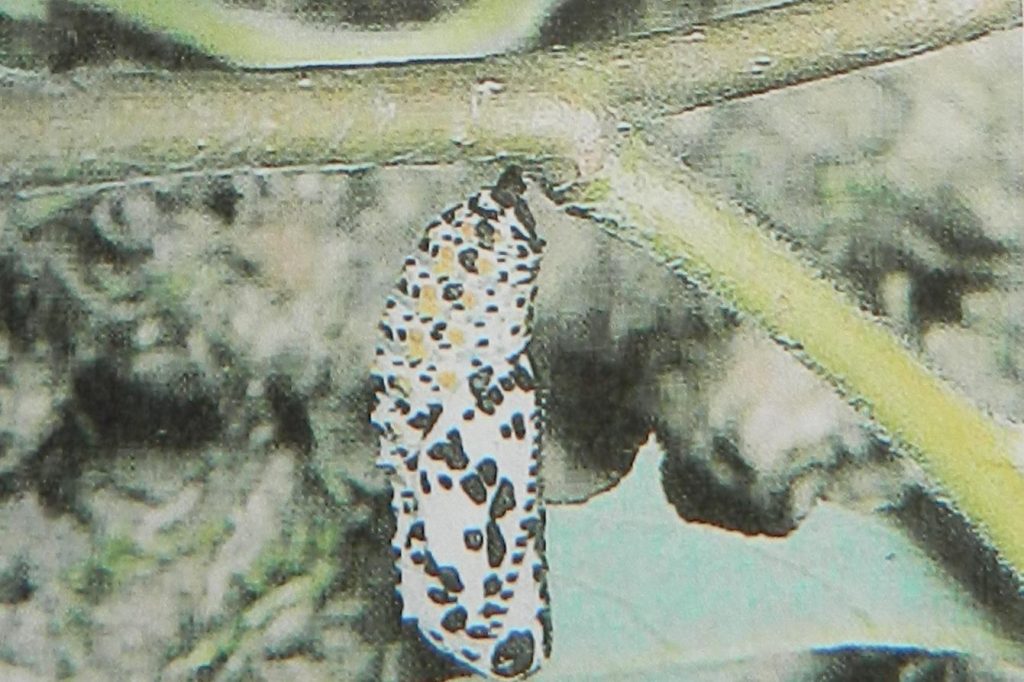Chrysalide du Damier du frêne Euphydryas maturna.