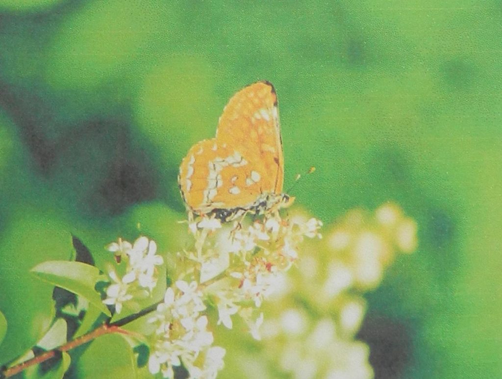 Damier du frêne, ailes fermées