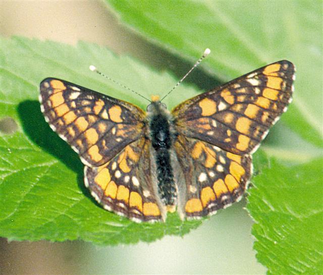 Imago du Damier du frêne Euphydryas maturna.