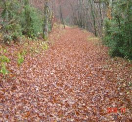 Chemin d'automne forêt de Baulme la roche. France - Côte d'Or.