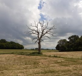 Arbre mort