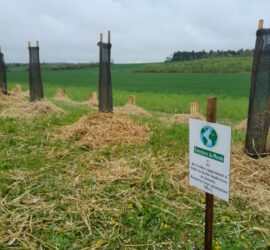 Afforestation pédagogique biodiverse de Selongey. Avril 2025